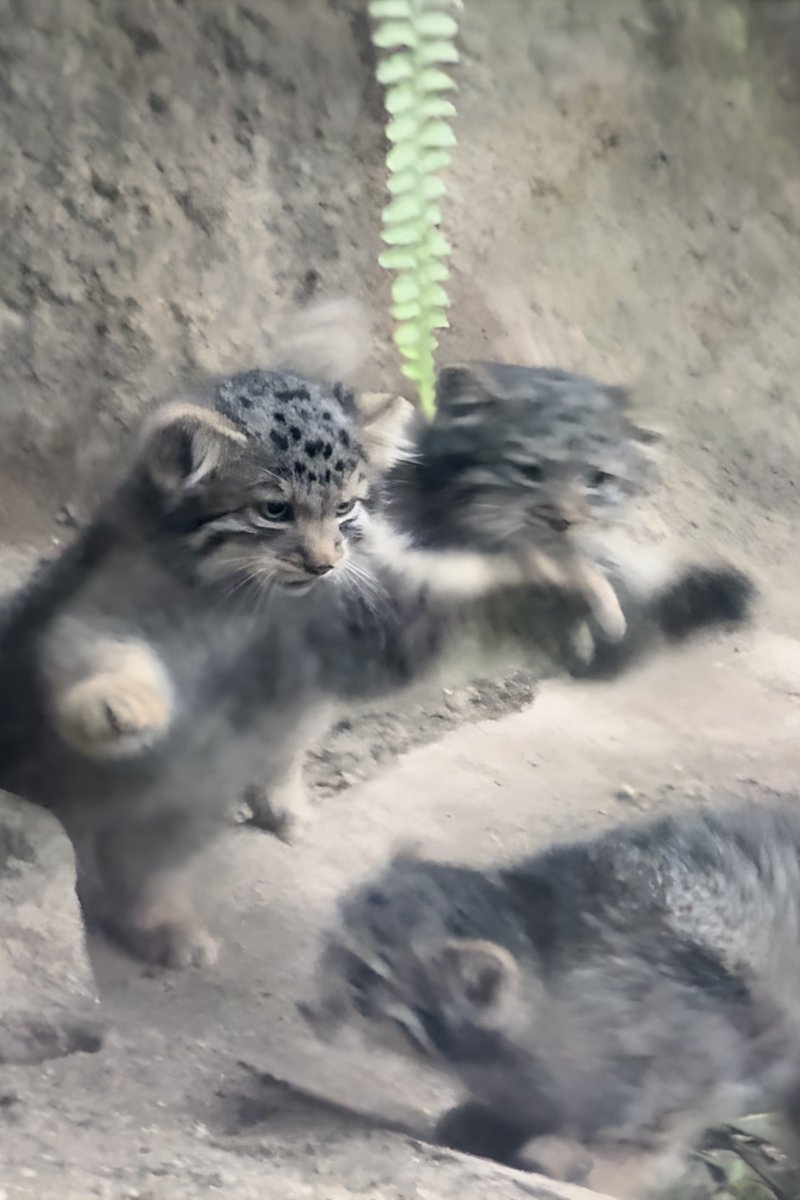 神戸どうぶつ王国のマヌルネコの赤ちゃん達は元気いっぱい走り回っていました。
お気に入りの1枚です。
