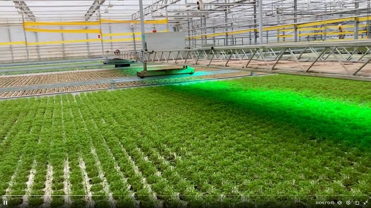 Buresinnova_pt's tweet photo. Controlo de #Míldio e #Botrytis em #leafygreenvegetables com #CleanLightBoom #UVCropProtection 
#sinfungicidas 
#noquímicos 
#DesperdícioZero 
Pergunte-nos https://t.co/qp69GHA4Wp