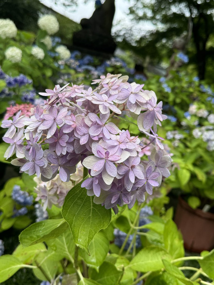 uzcuf_'s tweet photo. 紫陽花 https://t.co/tYutGAwufH
