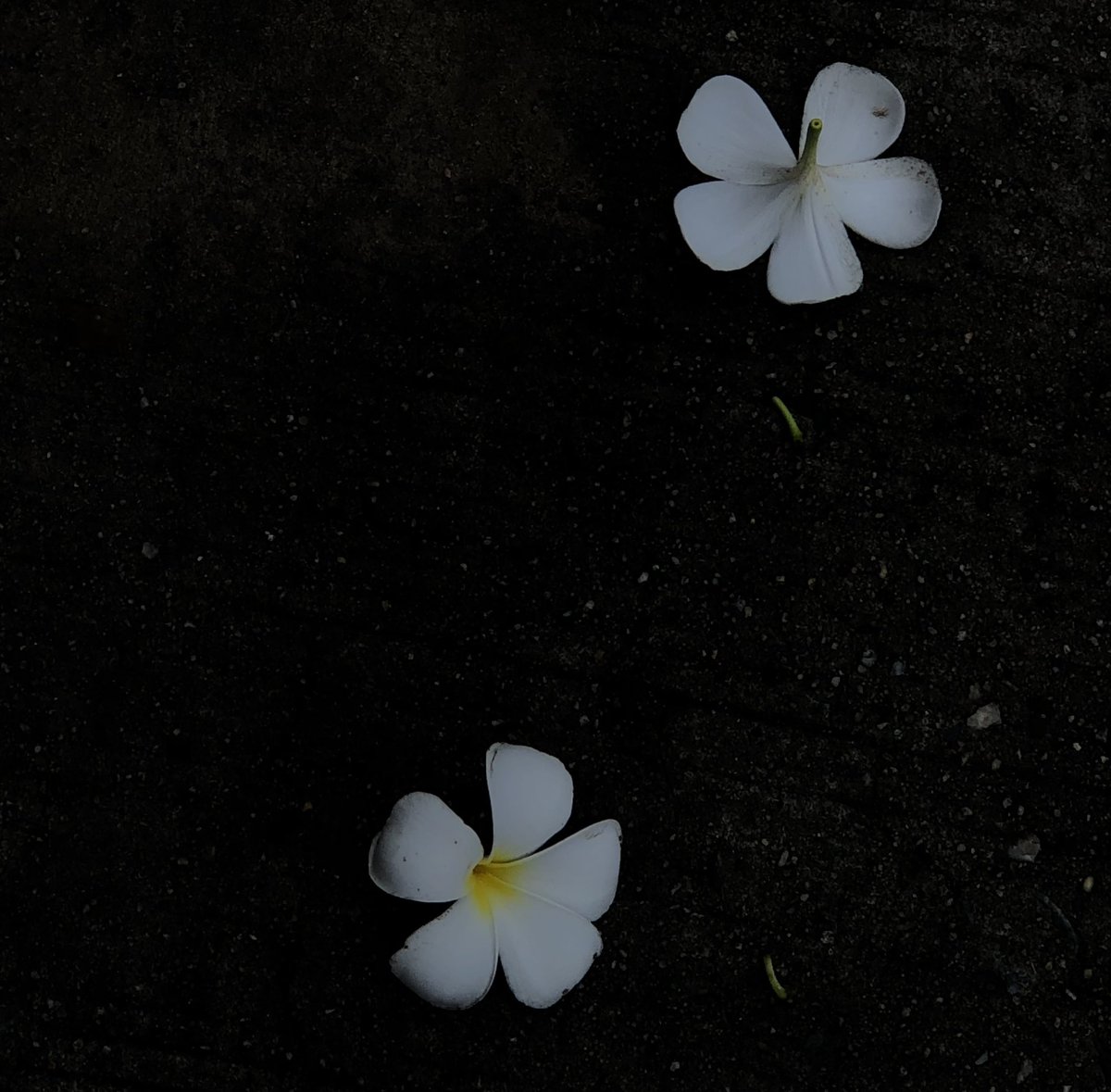 จ๋าย (@bleuetne) on Twitter photo 