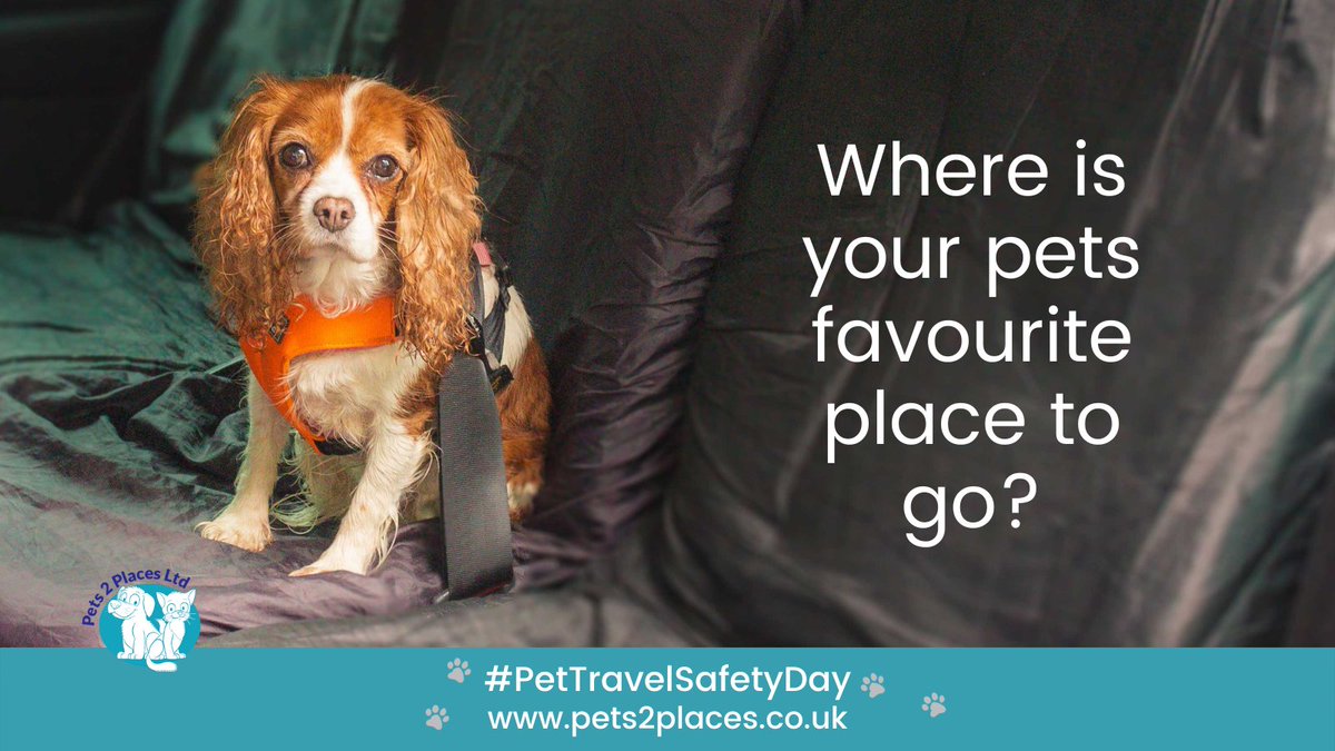 Pet Travel Safety Day 1st Jul

This is an awareness day I created to educate people on how to transport pets 

#pets2places #pettravelsafetydayUK #pettravelsafetyday2024 #petravelsafetyday