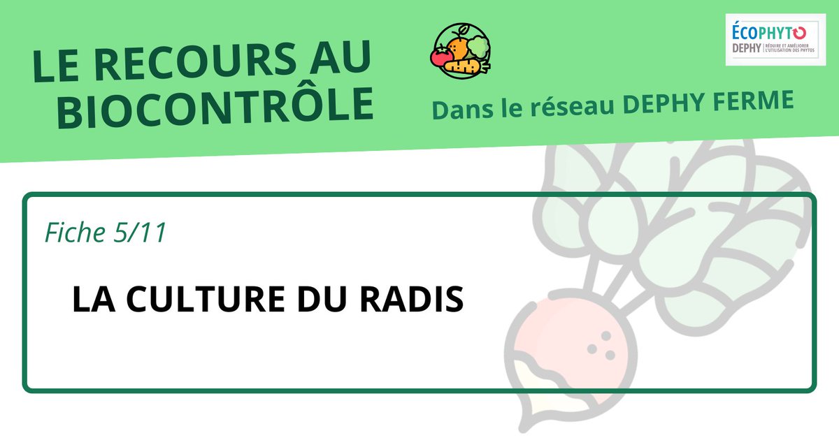 [Fiche #biocontrôle] Le #radis

Etude menée sur la culture du radis dans le réseau #DEPHY sur 173 systèmes de cultures
👉 48% menés en #AB
👉 En bio, 60% en plein champs
👉 En conventionnel, 86% sous abris

A découvrir : cutt.ly/2edYgsOk
#maraichage #agriculture