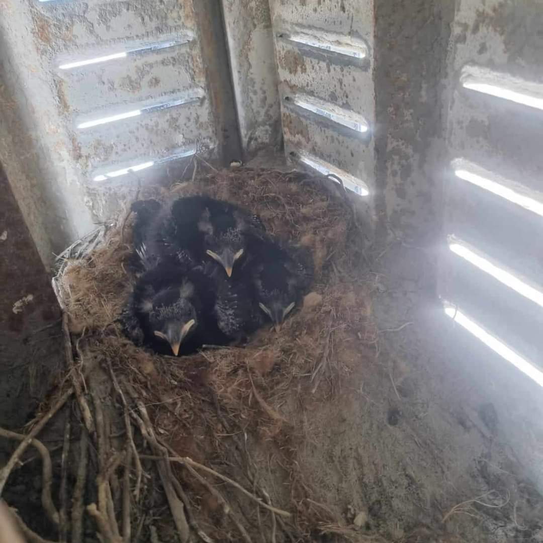 We are delighted to continue our collaboration and support, with <a href="/DurrellWildlife/">Durrell Wildlife Conservation Trust</a> and <a href="/BirdsOnTheEdge/">BirdsOnTheEdge</a>, for the Red-Billed Chough project in Jersey.