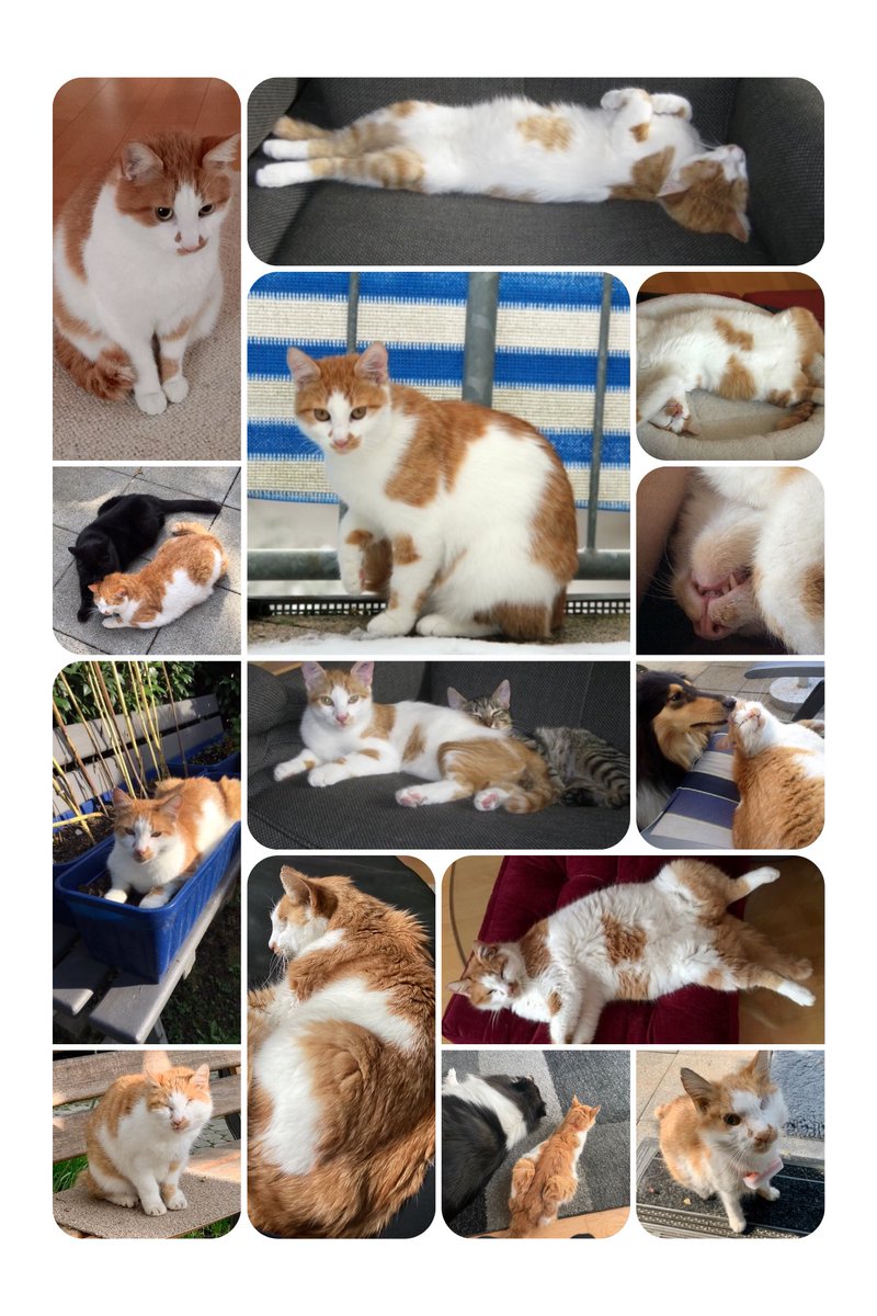 SamRow101's tweet photo. Tobermory „Mory“
01.05.2010 - 01.07.2024
Seit gestern wurde er immer schwächer und hat nur noch wenig gefressen. Deshalb haben wir den mobilen Tierarzt für die Einschläferung heute Morgen angefordert.
Kurz bevor der Termin gewesen wäre, hat Mory uns die Entscheidung abgenommen. https://t.co/lQJCfNs82X