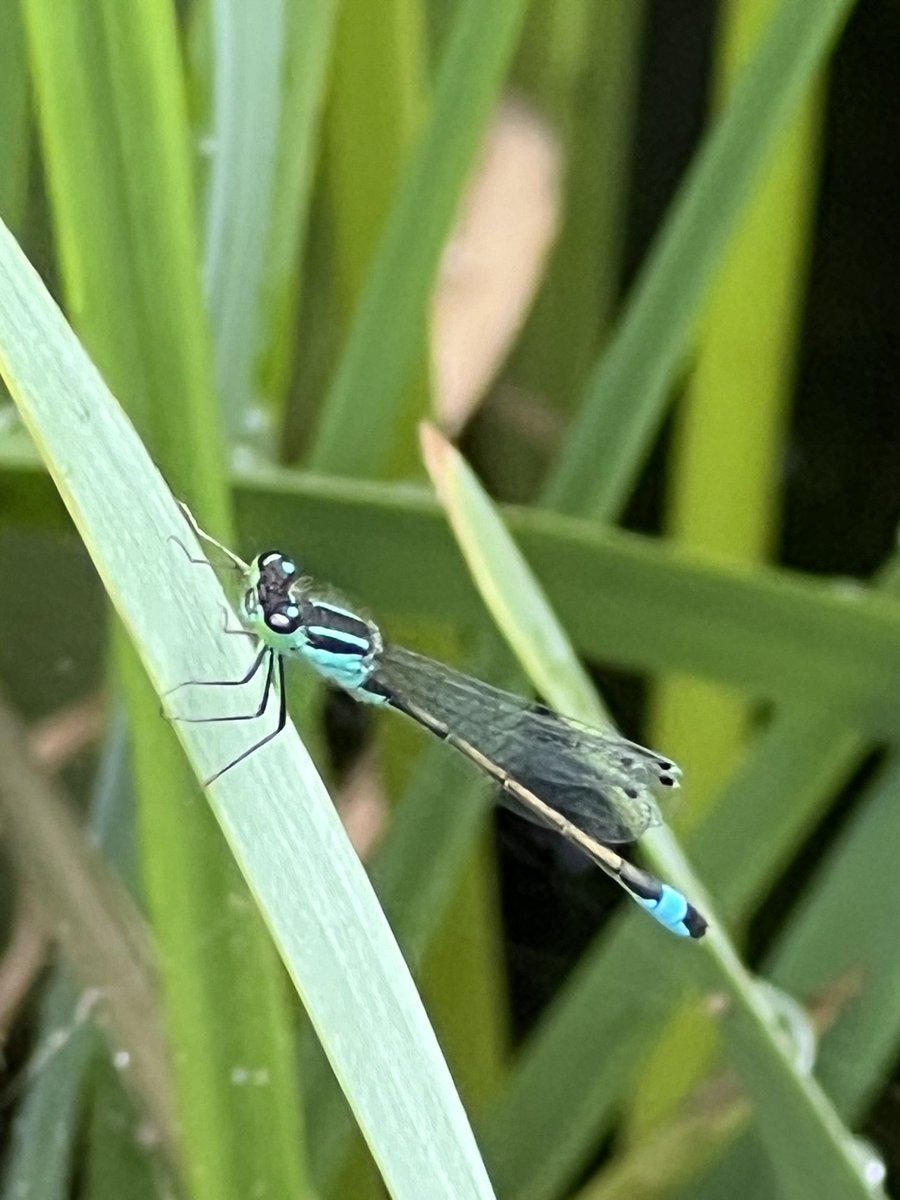 WeerkampJos's tweet image. Voor de #FotoZomerWeken. 

#Zomergasten 

Het #lantaarntje is volop aanwezig in de vijver. 

⁦@jolandabrwr⁩ 💙💚💙💚