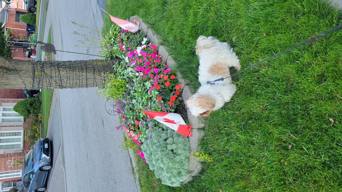 garchief's tweet photo. Happy  Canada Day 🇨🇦 https://t.co/p1kjUIEeYG
