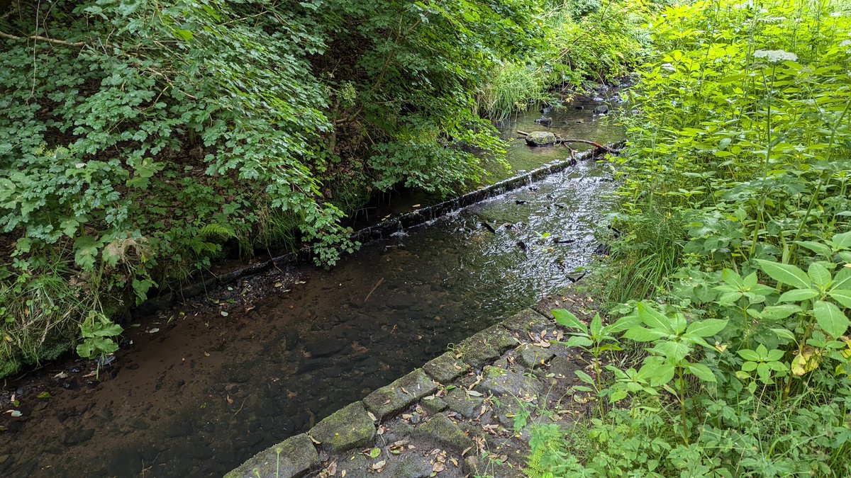 MerseyRivers's tweet photo. Day 2 of our #MerseyRiversWeek with a staff survey of the upper River Medlock at Lees,Oldham.
Looking at river restoration options as
part of the Medlock Valley Species Survival Fund project working in partnership with @GroundworkGM @OldhamCouncil @ManCityCouncil @CRTNorthWest https://t.co/Z96IU0Eep4