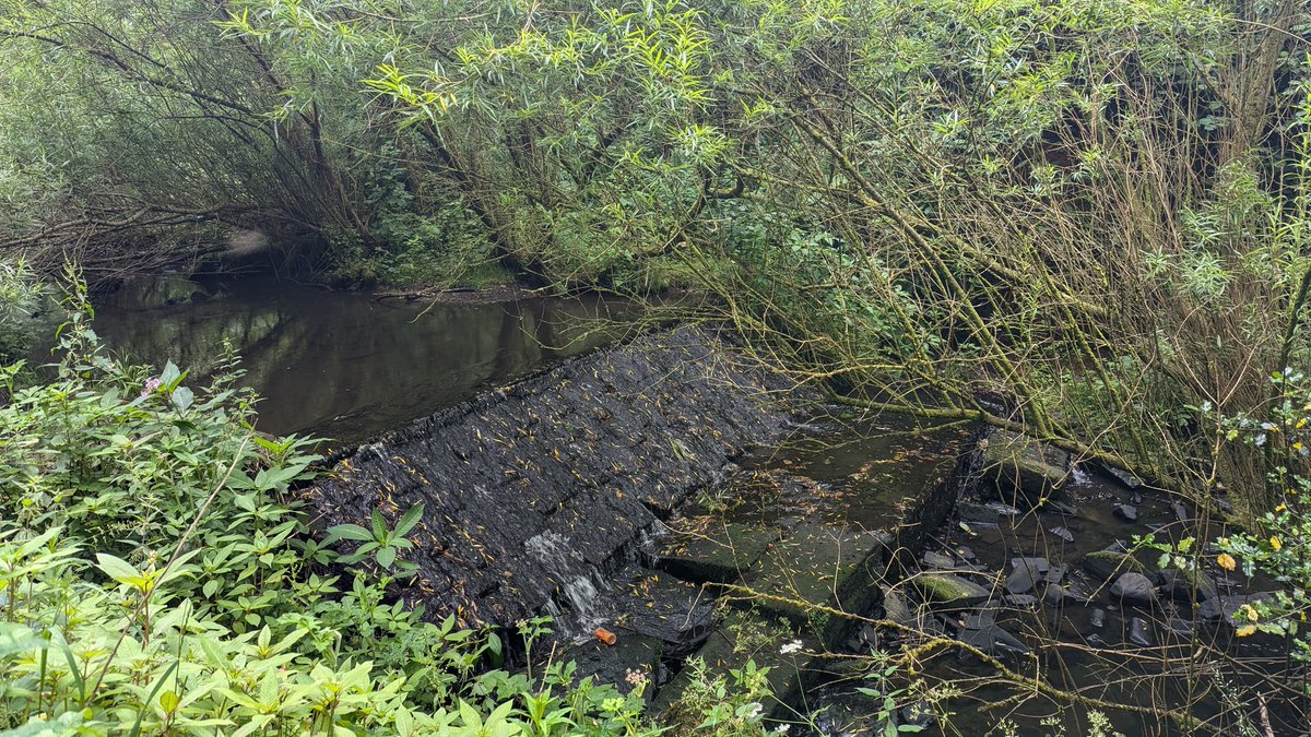 MerseyRivers's tweet photo. Day 2 of our #MerseyRiversWeek with a staff survey of the upper River Medlock at Lees,Oldham.
Looking at river restoration options as
part of the Medlock Valley Species Survival Fund project working in partnership with @GroundworkGM @OldhamCouncil @ManCityCouncil @CRTNorthWest https://t.co/Z96IU0Eep4