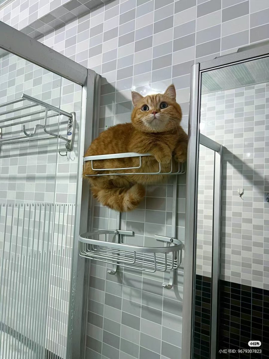 nocontextscats tweet picture