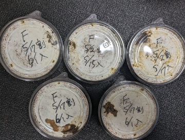 KPWむしLink|昆虫情報・ブリードログ・むし図鑑・ExoLink tweet media