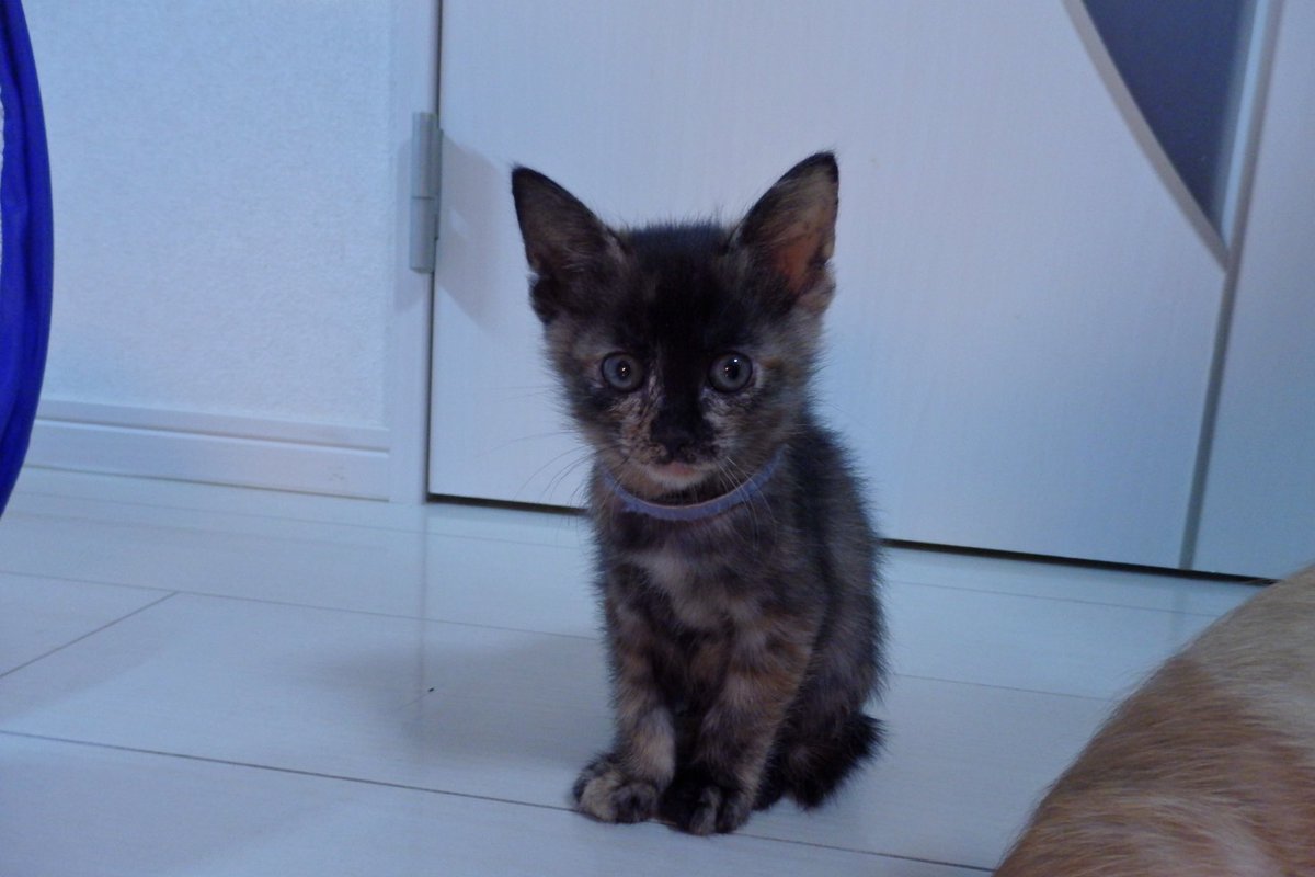 いぬねこブログ tweet media