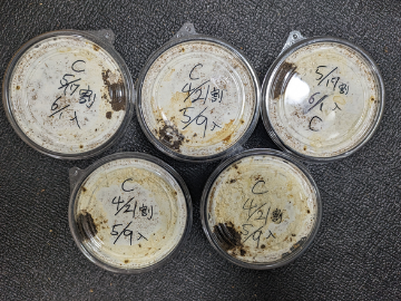 KPWむしLink|昆虫情報・ブリードログ・むし図鑑・ExoLink tweet media