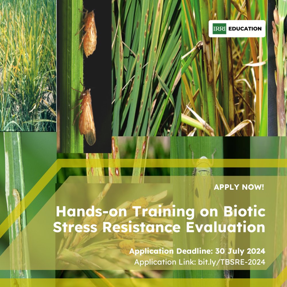 irrieducation's tweet photo. Don't miss our #UpcomingCourse, "Hands-on Training on Biotic Stress Resistance Evaluation" 🌾
✅Enhance your skills in identifying and managing rice pests and diseases
✅Learn standard protocols for pest management and collaborate with experts in the field
#applynow https://t.co/8lwxaLDcdh