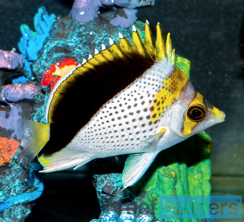 Reef Builders tweet media