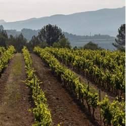 VINPepeRaventos's tweet photo. Vinya de la Plana:

#Calcareous soil, with clay texture planted in 2018 with Royat trained vines and the surface area is 1.4 ha. https://t.co/ThGAOqr2gf