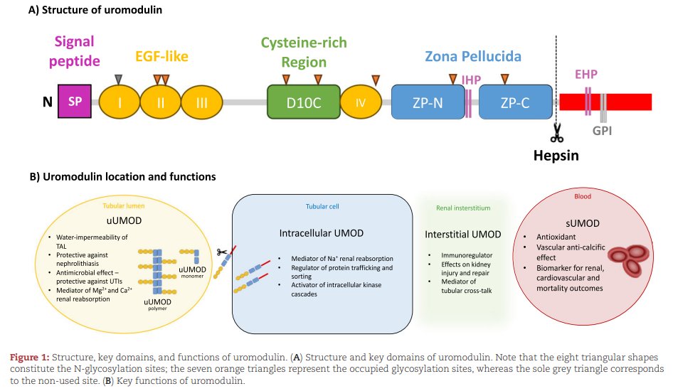 NDTsocial's tweet photo. 👍Selected from July issue:

Uromodulin biology

🔓https://t.co/bAN2HDpvS8

This Review presents an updated overview of the uromodulin's biology and its various roles, and focuses on the interaction between uromodulin and sodium-sensitive hypertension. https://t.co/3nbi1L47fq
