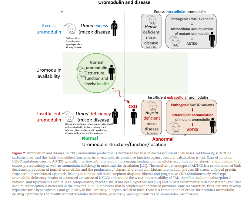 NDTsocial's tweet photo. 👍Selected from July issue:

Uromodulin biology

🔓https://t.co/bAN2HDpvS8

This Review presents an updated overview of the uromodulin's biology and its various roles, and focuses on the interaction between uromodulin and sodium-sensitive hypertension. https://t.co/3nbi1L47fq