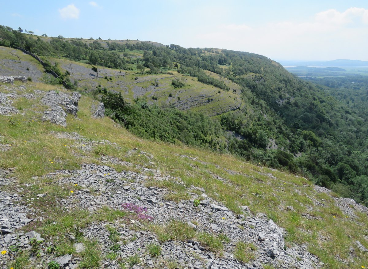 Steven Falk tweet media