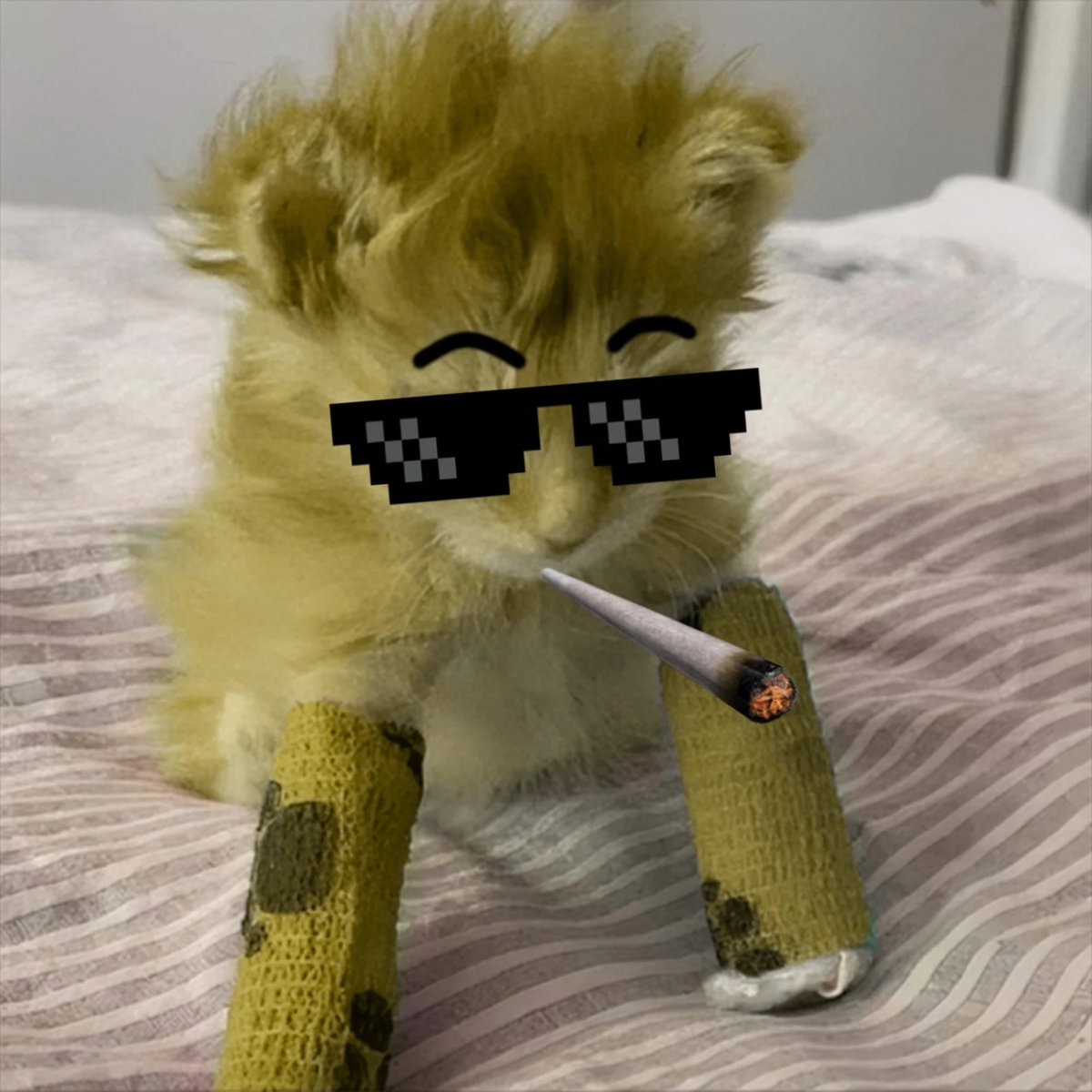 tater_sol's tweet photo. @lilpump @coingecko LIL PUMP OR LIL CAT??

$TATER https://t.co/3HkK4krGq7