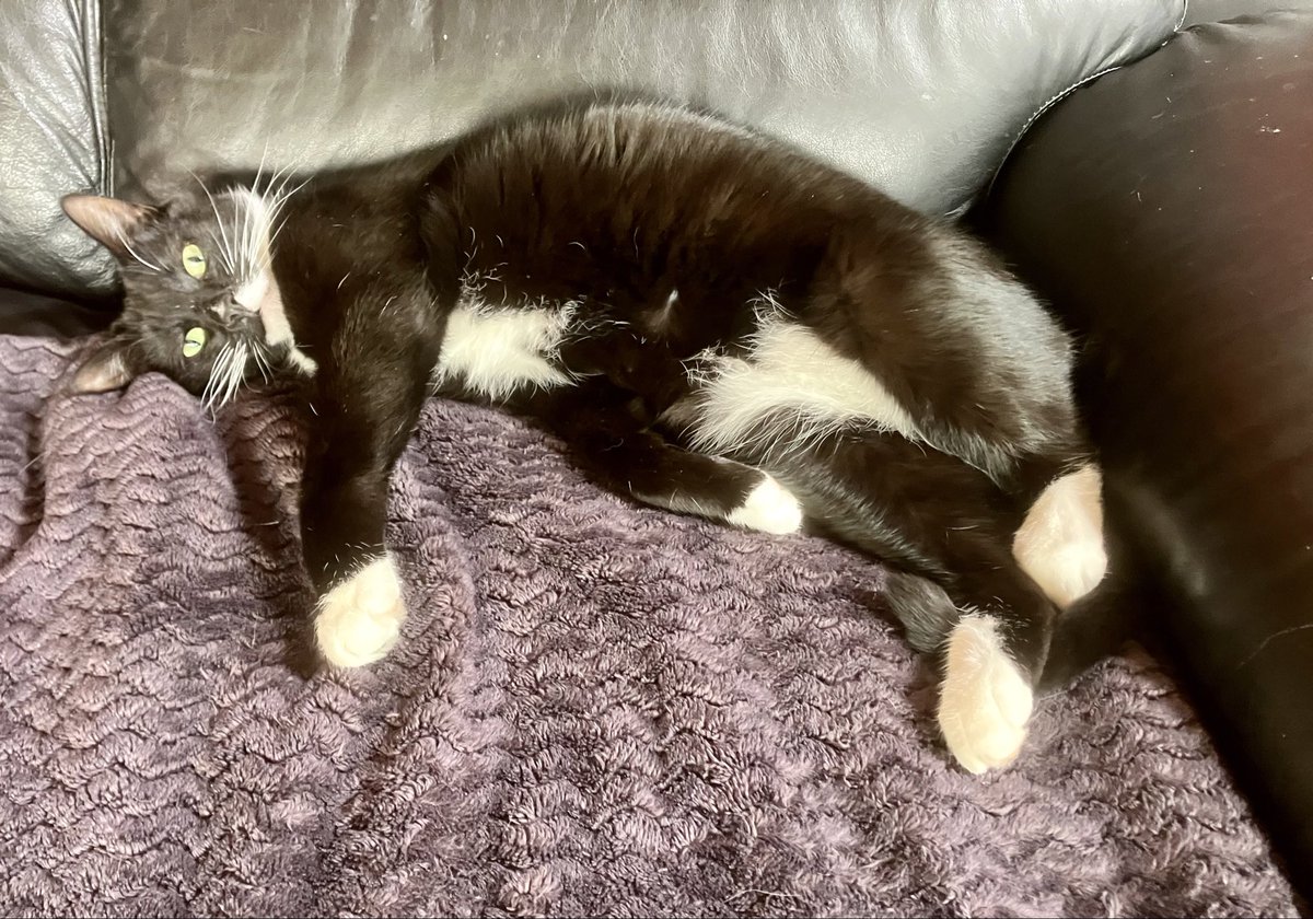 brettcarter62's tweet image. This is Remco #sbstourcats #couchpeleton