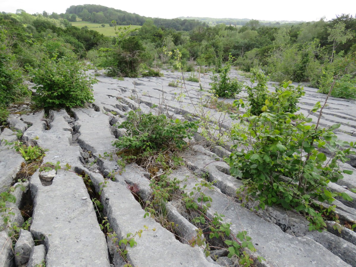 Steven Falk tweet media