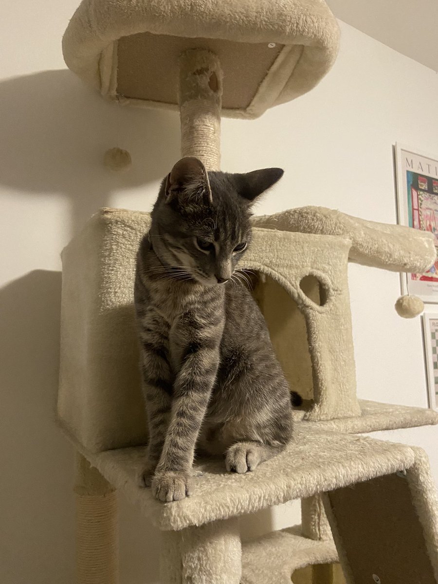 iwsuhtfly's tweet photo. [CHAT TROUVÉ  - Athis Mons]
Bonjour à tous, 
J’ai cette petite femelle chez moi depuis quelques jours. Elle n’est pas pucée, probablement pas stérilisée et estimée à 7mois environ par le vétérinaire. 
si jamais elle avait déjà une famille, je vous invite a mon contacter
#RT SVP https://t.co/XsVSeLBGwD