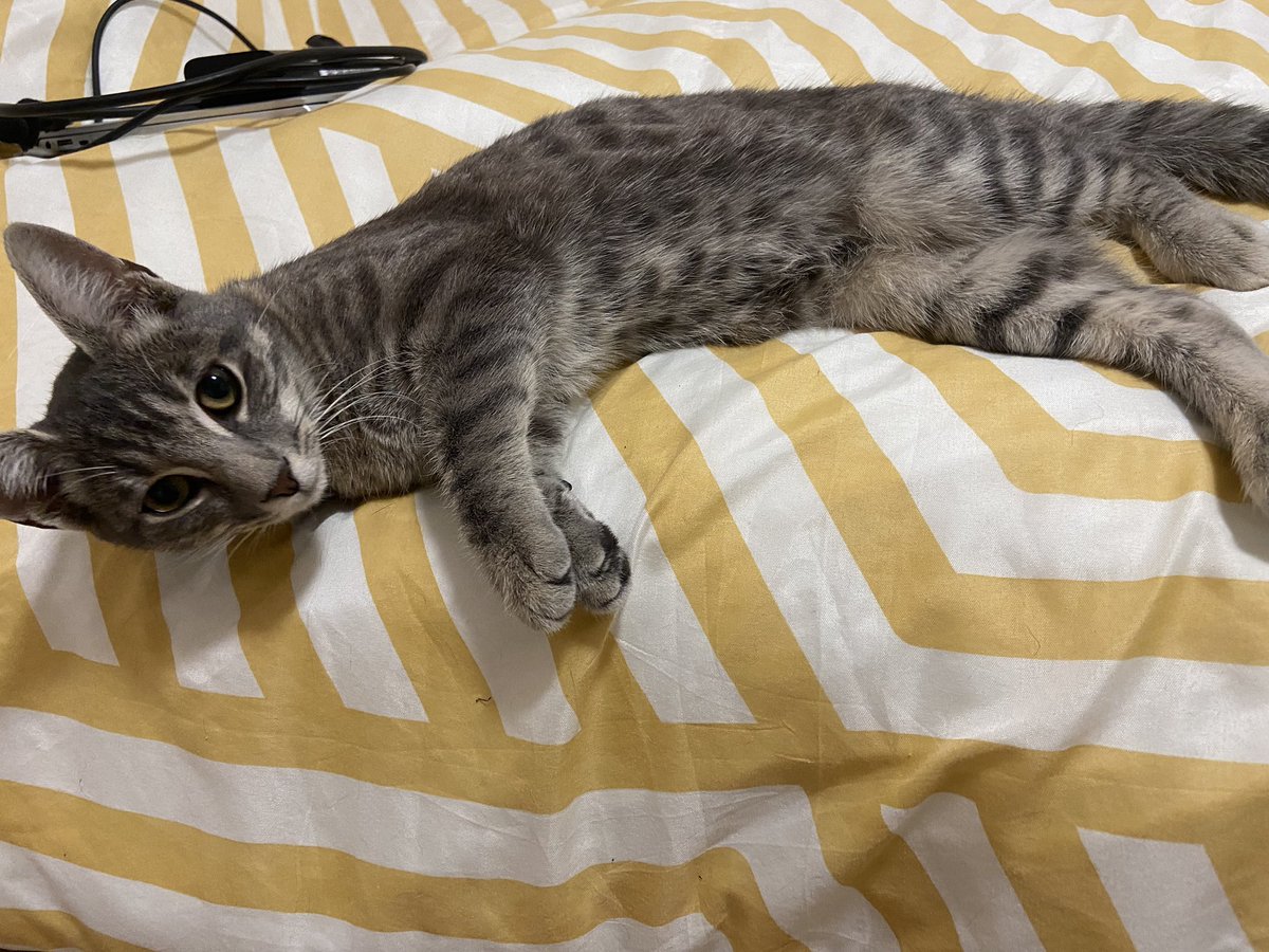 iwsuhtfly's tweet photo. [CHAT TROUVÉ  - Athis Mons]
Bonjour à tous, 
J’ai cette petite femelle chez moi depuis quelques jours. Elle n’est pas pucée, probablement pas stérilisée et estimée à 7mois environ par le vétérinaire. 
si jamais elle avait déjà une famille, je vous invite a mon contacter
#RT SVP https://t.co/XsVSeLBGwD