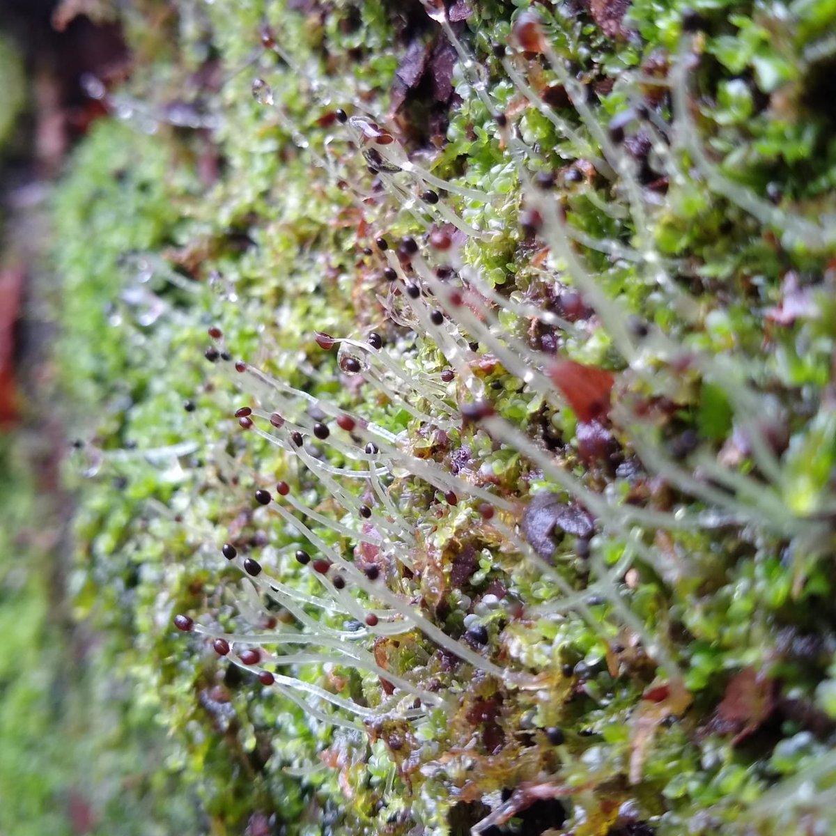 Marcos Fernández (@burriach) on Twitter photo Interested in the drivers of bryophyte BVOC emission? Check out this OA paper by @AnaYanezSerrano et al: sciencedirect.com/science/articl…
#ProjecteFonts @SerrLitCen <a href="/CREAF_ecologia/">CREAF</a> <a href="/STOIKOS_ERC/">STOIKOS</a> <a href="/UAntwerpen/">UAntwerpen</a> <a href="/GlobalEcoUnit/">Global Ecology Unit</a> <a href="/GCE_UAntwerp/">GlobalChangeEcology</a> Interested in the drivers of bryophyte BVOC emission? Check out this OA paper by @AnaYanezSerrano et al: sciencedirect.com/science/articl…
#ProjecteFonts @SerrLitCen <a href="/CREAF_ecologia/">CREAF</a> <a href="/STOIKOS_ERC/">STOIKOS</a> <a href="/UAntwerpen/">UAntwerpen</a> <a href="/GlobalEcoUnit/">Global Ecology Unit</a> <a href="/GCE_UAntwerp/">GlobalChangeEcology</a>