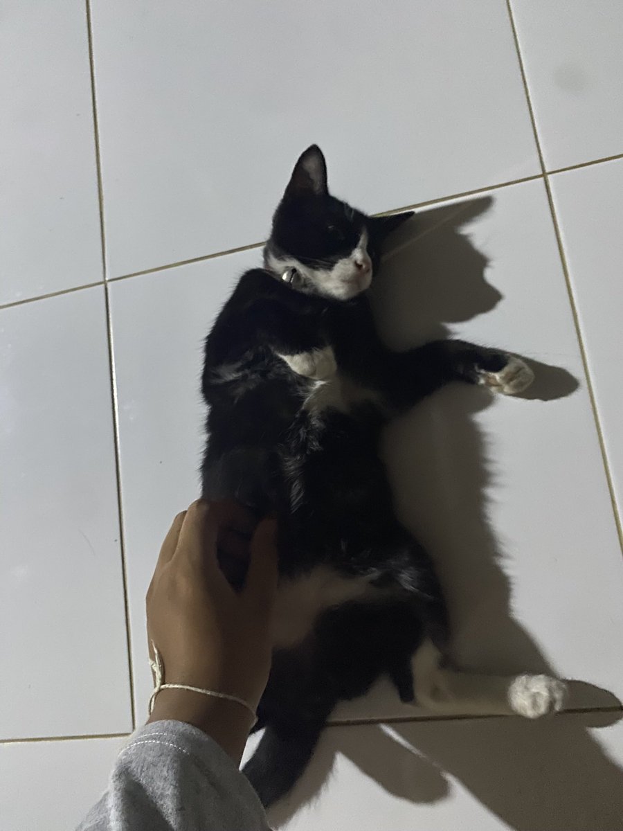 Tiger (@qtgr00) on Twitter photo 