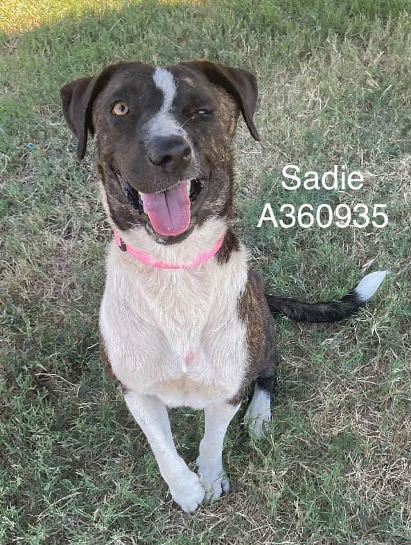 Please save darling SADIE #A360935 is going to be killed today if WE don't save her! 
Absolutely adorable,one of a kind sweetheart that desperately wants to live &amp; b loved! 
Please #ADOPT #FOSTER OR #PLEDGE TO ATTRACT A RESCUE 🛟 PLEASE HURRY ⏳#CorpusChristi #Texas