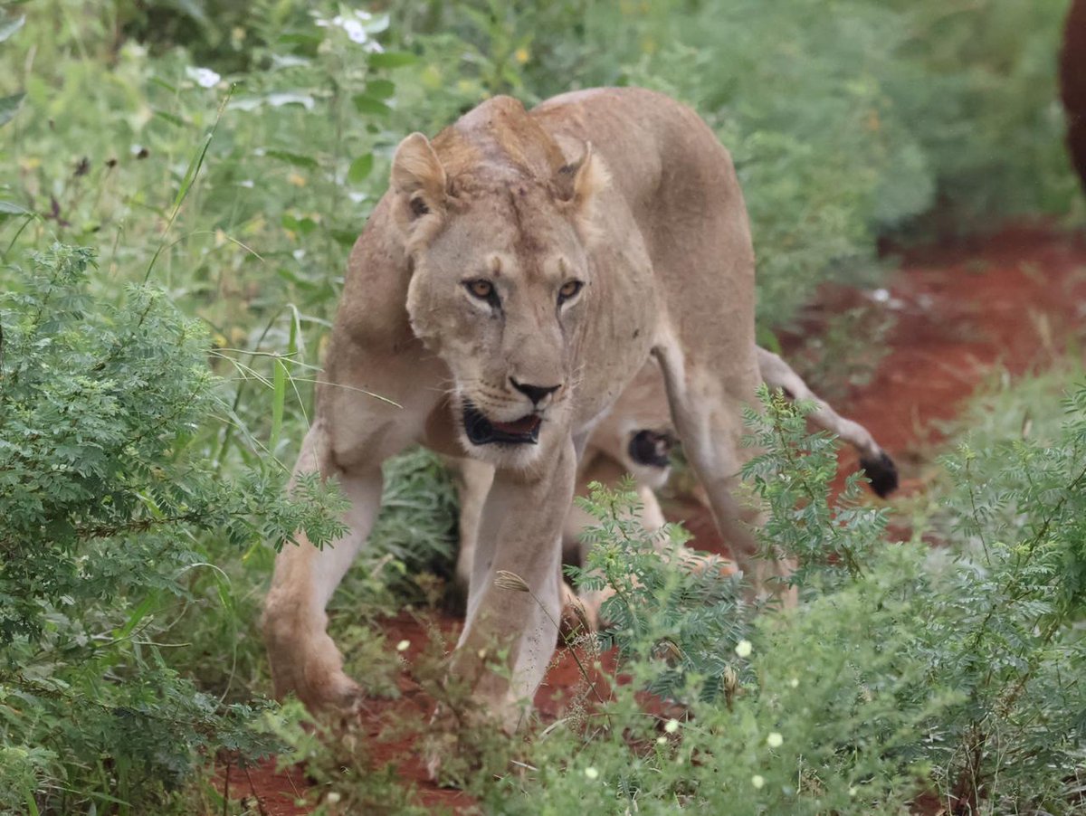 kwsmerunpark's tweet photo. Unleash your inner adventurer in Meru's breathtaking landscapes. Book now and let the magic of Meru captivate you! 🌿🦁🏞️
#TunzaMaliYako #MeruMagic #AdventureAwaits https://t.co/Ngt811XFCK