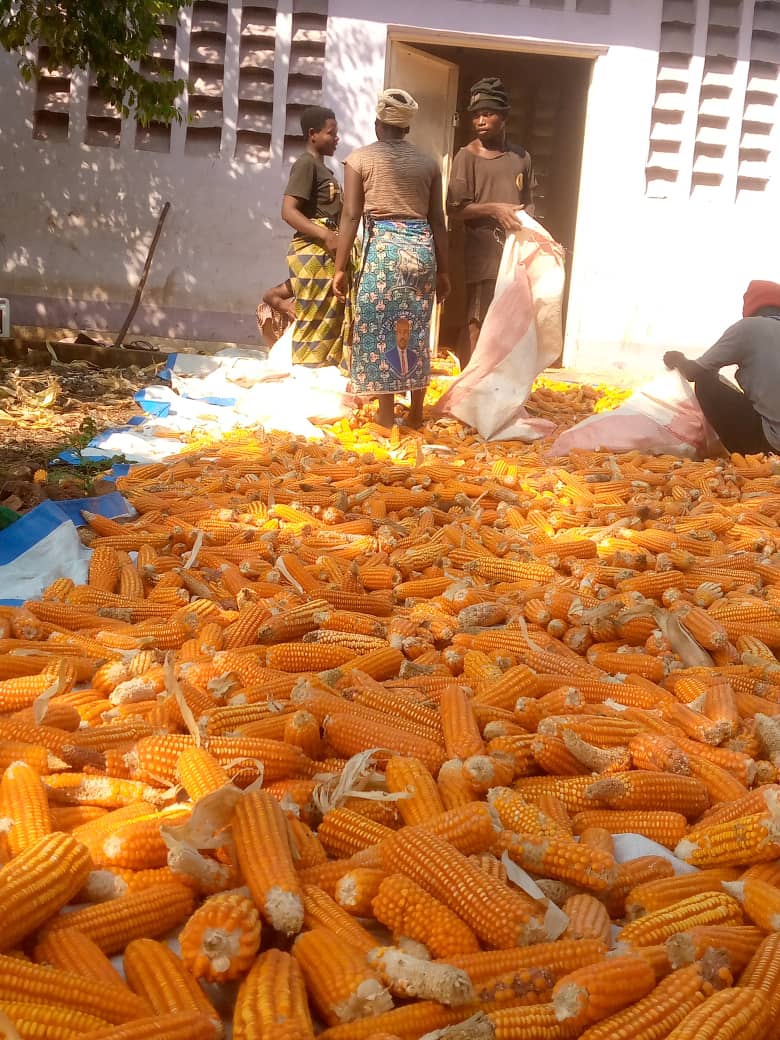 ADPF_RDC's tweet photo. A Katogota, dans la Plaine de la Ruzizi, Après la récolte, nous procédons maintenant au décorticage du maïs biofortifié, variété SAM4VITA dans la plaine de la Ruzizi au Sud-Kivu 🌽🌽 #MangeonsBio 🌽🌽 Merci à @HarvestPlus pour son appui technique et financier https://t.co/PYOu4md2mE