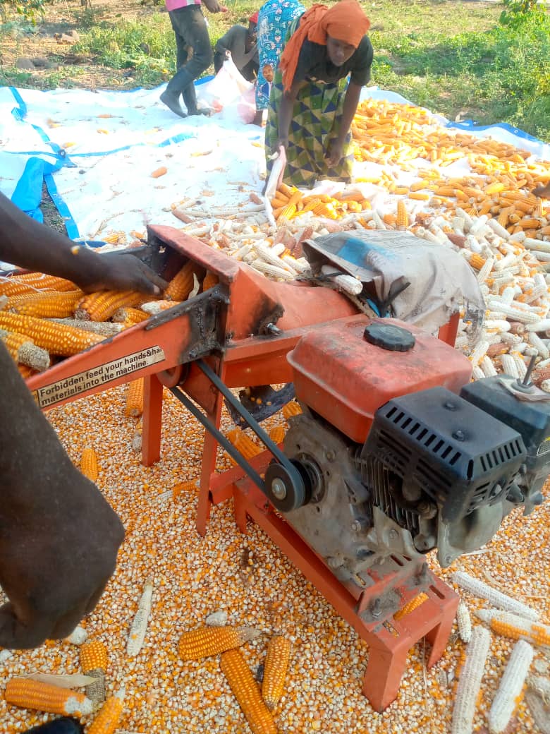 ADPF_RDC's tweet photo. A Katogota, dans la Plaine de la Ruzizi, Après la récolte, nous procédons maintenant au décorticage du maïs biofortifié, variété SAM4VITA dans la plaine de la Ruzizi au Sud-Kivu 🌽🌽 #MangeonsBio 🌽🌽 Merci à @HarvestPlus pour son appui technique et financier https://t.co/PYOu4md2mE
