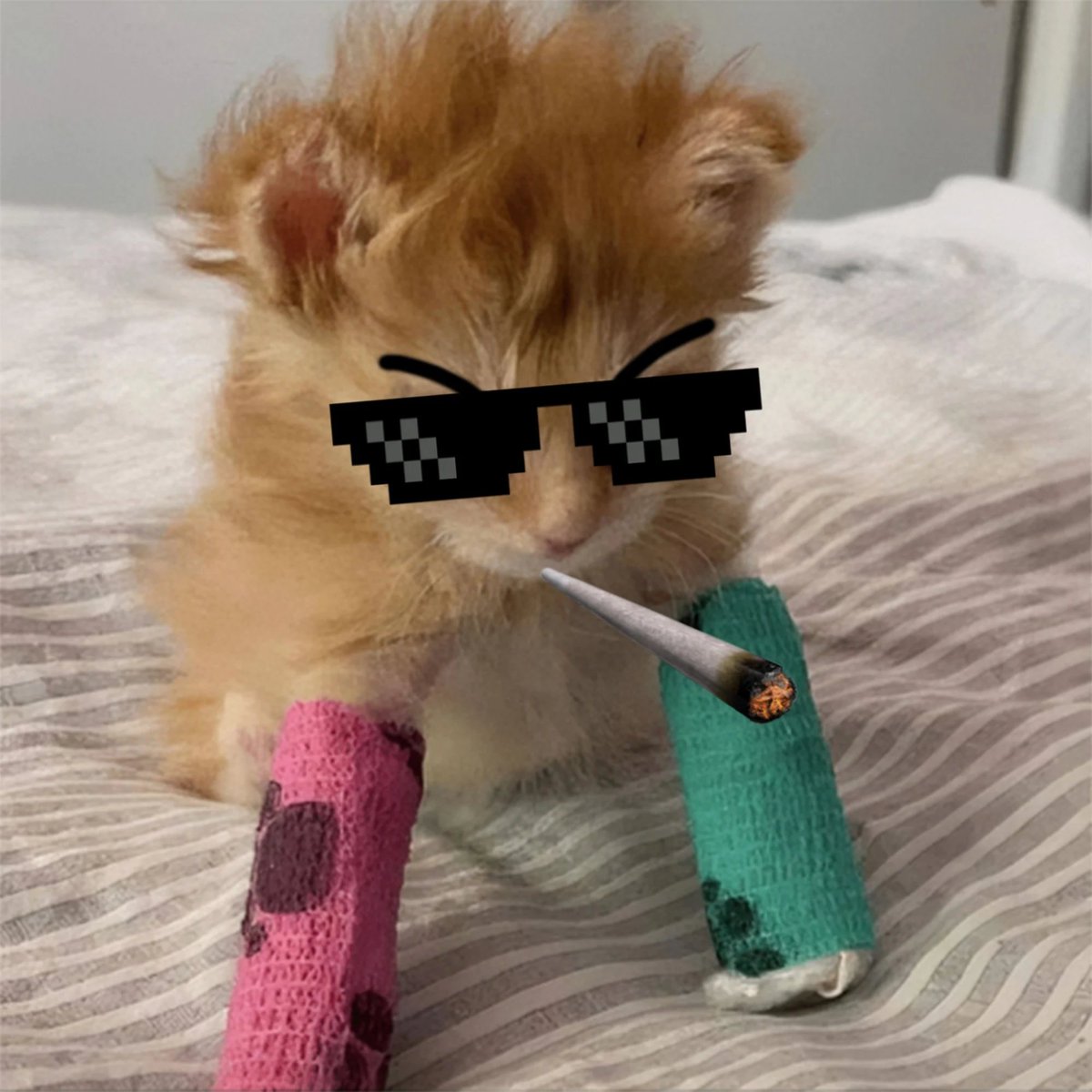 tater_sol's tweet photo. @crypt0wu I PREFER AN HANDICAPPED CAT :)

$TATER https://t.co/910cviBPAP