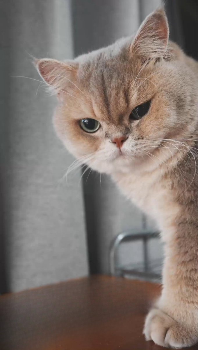 Combix_ai's tweet image. 🥳 workflow share -- object removal.
PS from cat: who stole my food??😒😒😒