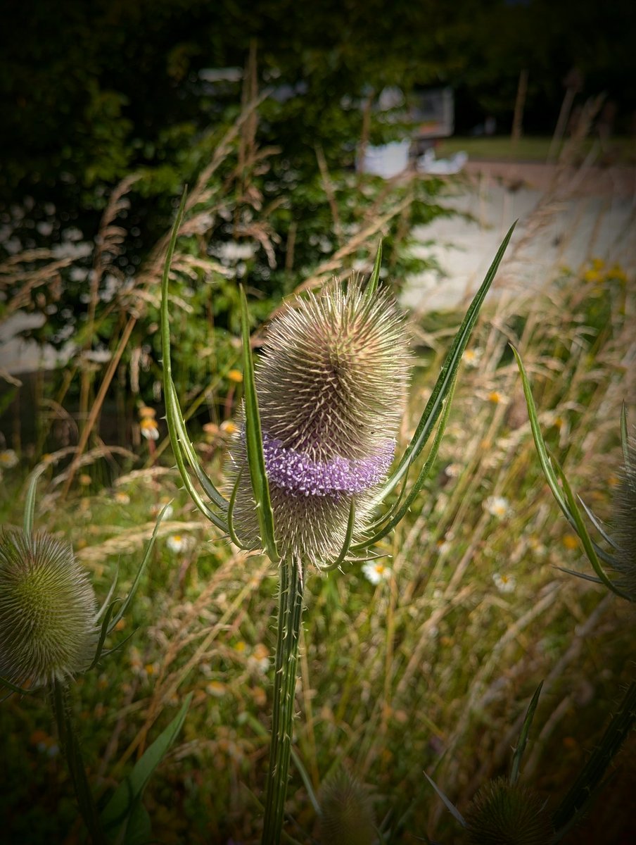 clothesfreeuk's tweet photo. Wild Flowers in all sorts of colour and sizes and places these were within a industrial area ❤️
#protectourdiversity #wildflowers #england #greatnotley #skyline120 https://t.co/x1yfL9PKjD