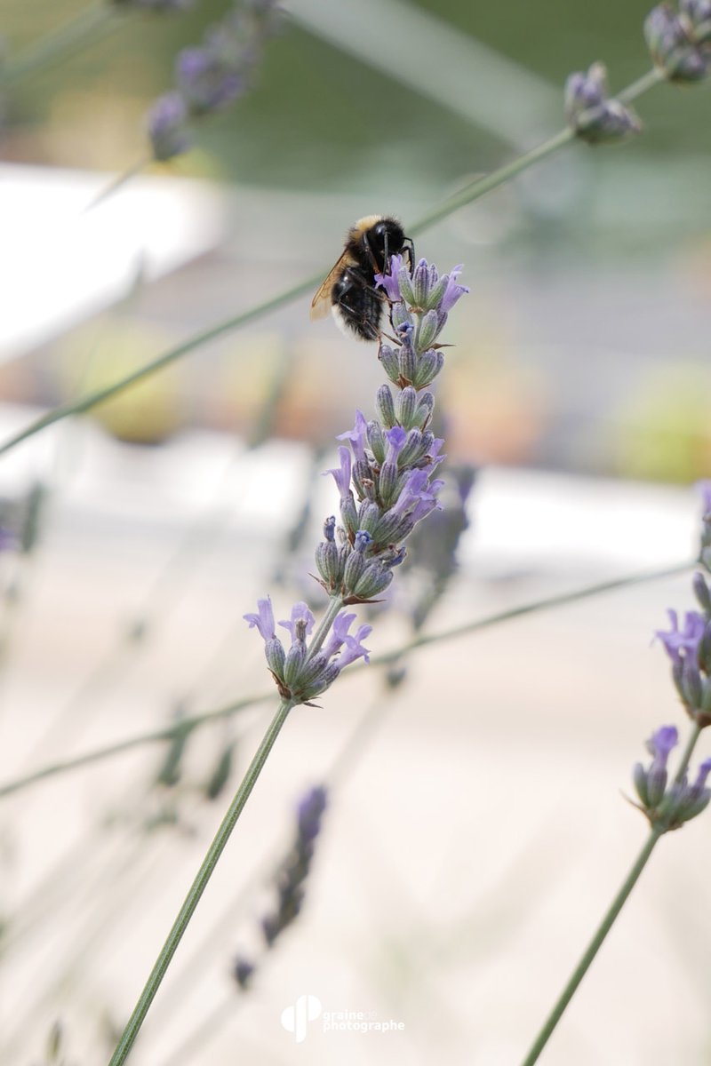 Graine de Photographe tweet media