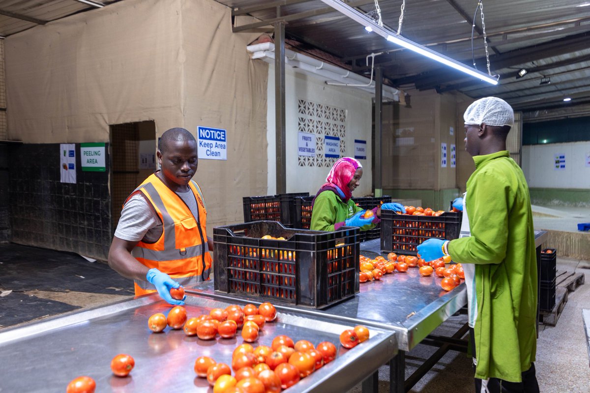 agrimulimi's tweet photo. Calling all bulk tomato buyers! We prioritize systematic traceability, reliable deliveries, and offer favorable payment terms and fixed prices. Let's connect for mutually beneficial partnerships! #BulkTomatoes #TraceableDelivery #ReliableSupplier #FixedPrices #Agrimulimi https://t.co/hDqzZzDOmm