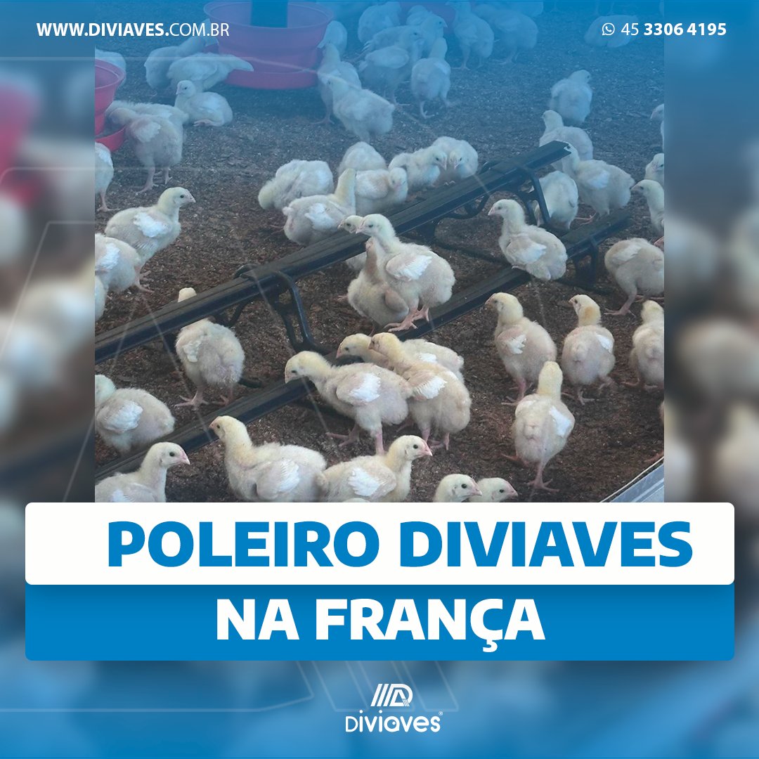 diviaves's tweet photo. O poleiro Diviaves chega a mais um país, dessa vez os aviários de frango de corte da França estão recebendo o produto para o bem-estar animal e enriquecimento ambiental. https://t.co/ZJGkYDhwn6