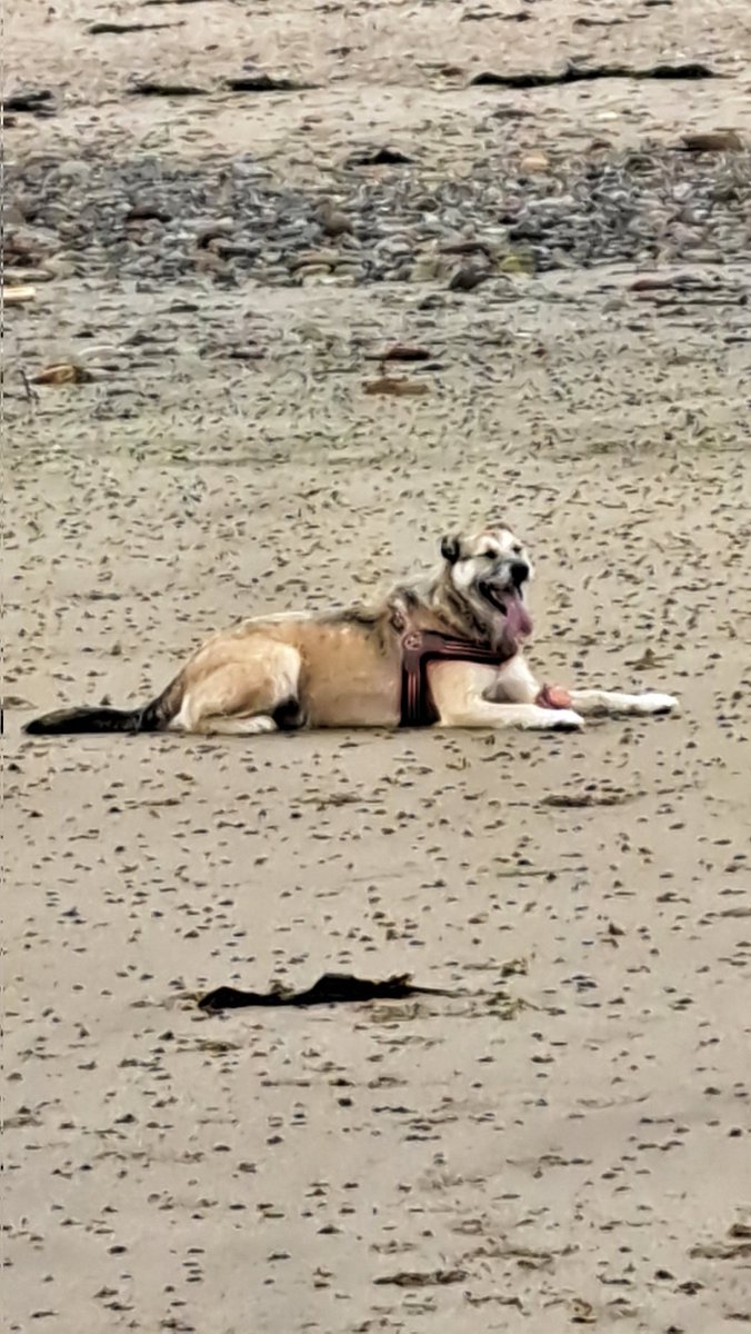 FurbabyPrince's tweet photo. To my Bestus #furpal Jackster Happy Burfday from your #zoomies pal #LeotheLab https://t.co/mUePr9DWye