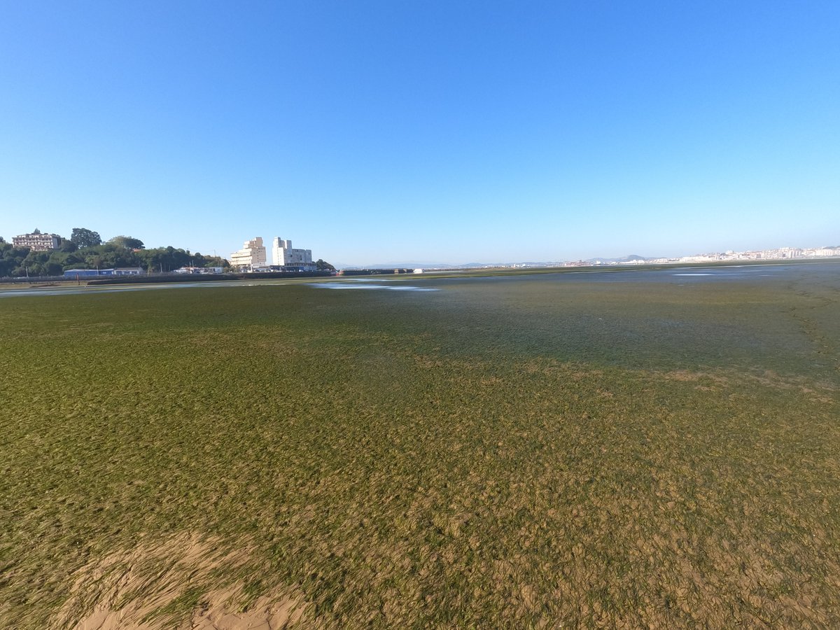 📢¿Te interesa aprender cómo las praderas marinas pueden ofrecer #SolucionesBasadasenlaNaturaleza, ante los retos del #CambioClimático y la #SeguridadAlimentaria? Únete a este <a href="/cursosveranouc/">Cursos de Verano UC - @unican</a>, bajo la coordinación de nuestras investigadoras <a href="/MazarrasaInes/">Inés Mazarrasa</a> y Bárbara Ondiviela. 👇