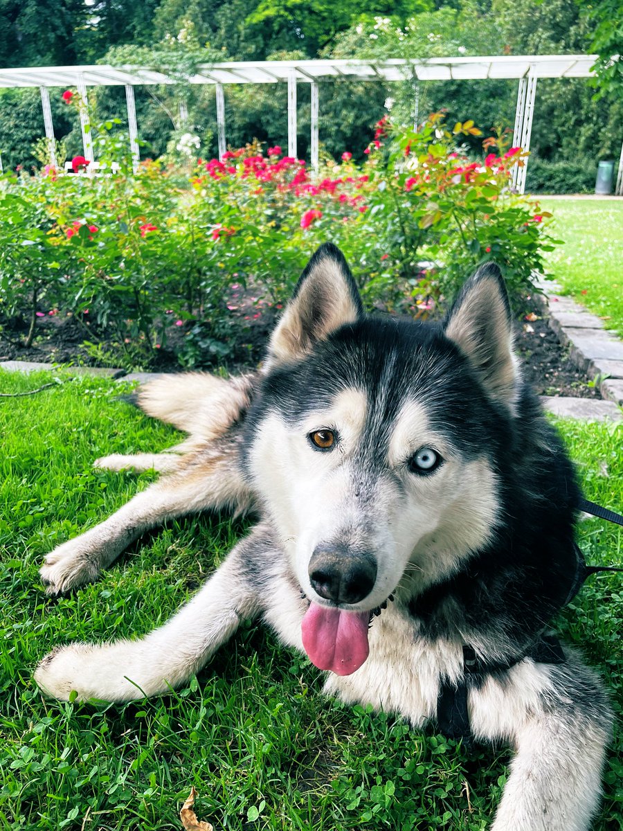 _Flooo_'s tweet photo. ハンガリー人の友人と一緒に、彼のハスキー犬を散歩に連れて行きました🐺犬の名前はミランです😊ミランがさまざまな色の目をしているのが大好きです☺️とても美しい😍 時には、天気の良い日に友達と犬と遊ぶだけで十分です。それは治療的ですね😊@omusubi_fjc 

#dog #husky #fun #summer #happy https://t.co/WnBtN3AUIT