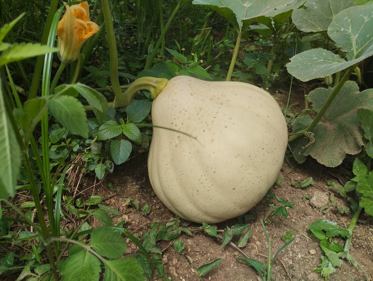 KiapiKFreddie76's tweet image. So June end our #Kiapi family👪 #MbaleCity boda boda cyclists giving us matooke &amp;amp; pawpaw then soon @ObuntuModel farm July harvest of the organic Teso pumpkin🎃. God is with us! @FrancisMaberi @Agriculfuture @ChiefMuzzukulu @FrankTumwebazek
#RethinkAgricUG
#InvestInAgricultureUG