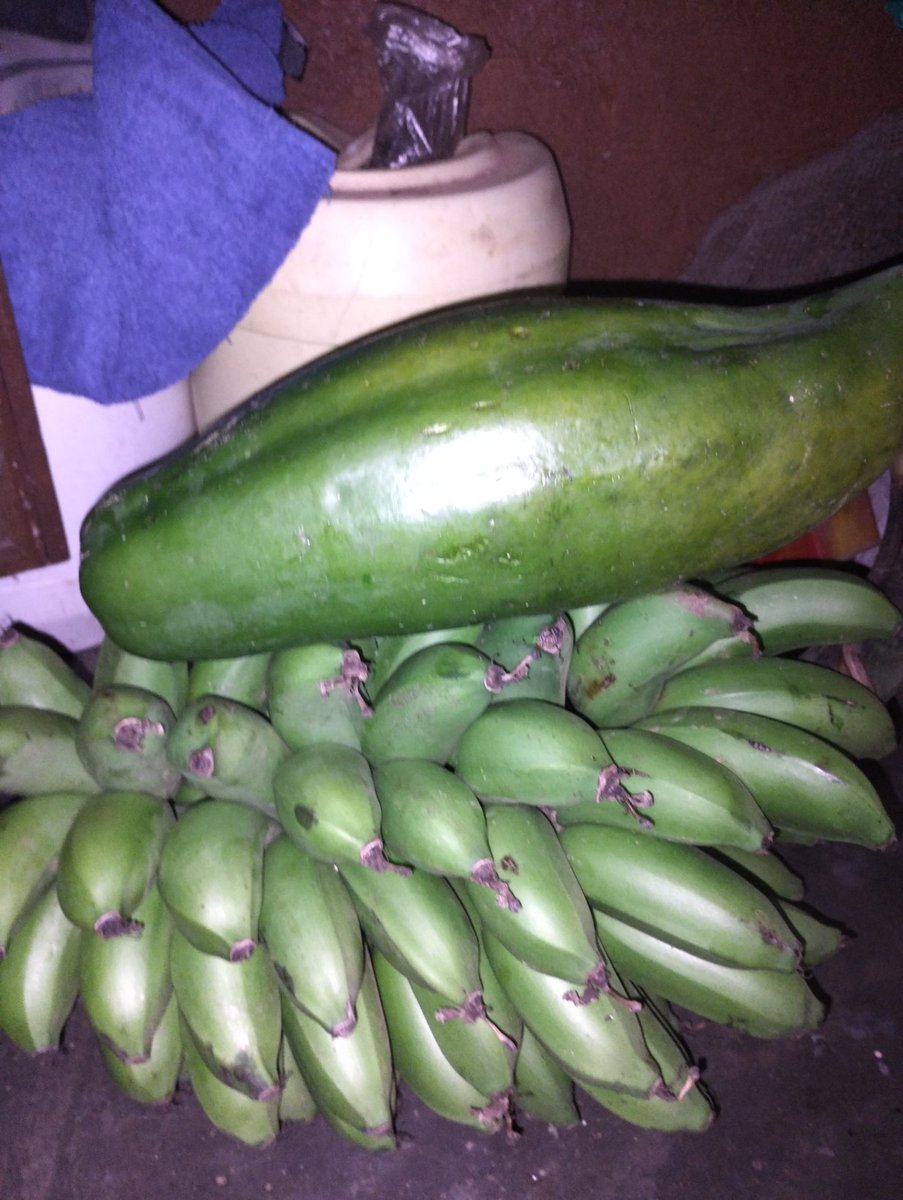 KiapiKFreddie76's tweet image. So June end our #Kiapi family👪 #MbaleCity boda boda cyclists giving us matooke &amp;amp; pawpaw then soon @ObuntuModel farm July harvest of the organic Teso pumpkin🎃. God is with us! @FrancisMaberi @Agriculfuture @ChiefMuzzukulu @FrankTumwebazek
#RethinkAgricUG
#InvestInAgricultureUG