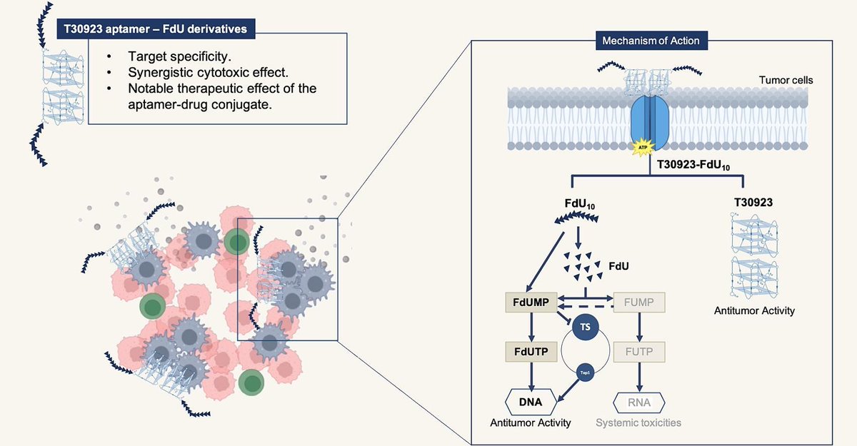 Institute for Advanced Chemistry of Catalonia (@iqac_csic) on Twitter photo π#IQACpapers: "Aptamer-Drug conjugates for a targeted and synergistic anticancer Response: Exploiting T30923-5-fluoro-2β²-deoxyuridine (INT-FdU) derivatives", published in <a href="/EJPB_/">European Jrnl of Pharmaceutics & Biopharmaceutics</a>
By researchers from <a href="/UninaIT/">Unina Federico II</a>, @CIBERBBN and <a href="/IQAC_CSIC/">Institute for Advanced Chemistry of Catalonia</a>
π doi.org/10.1016/j.ejpbβ¦ π#IQACpapers: "Aptamer-Drug conjugates for a targeted and synergistic anticancer Response: Exploiting T30923-5-fluoro-2β²-deoxyuridine (INT-FdU) derivatives", published in <a href="/EJPB_/">European Jrnl of Pharmaceutics & Biopharmaceutics</a>
By researchers from <a href="/UninaIT/">Unina Federico II</a>, @CIBERBBN and <a href="/IQAC_CSIC/">Institute for Advanced Chemistry of Catalonia</a>
π doi.org/10.1016/j.ejpbβ¦