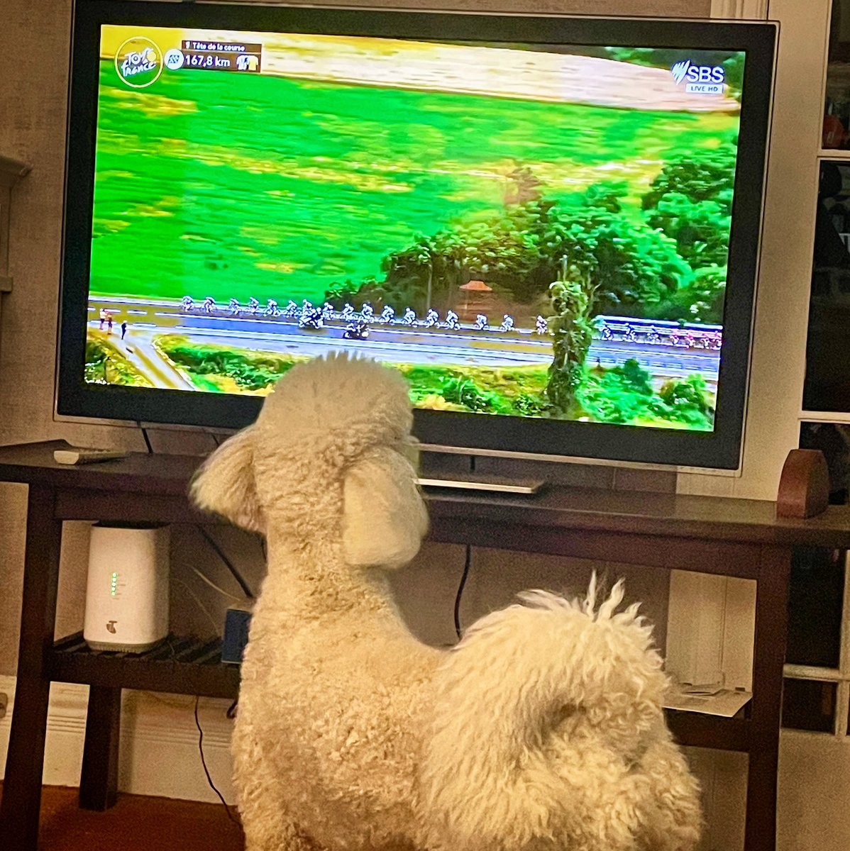 Finn the poodle has a new love - cycling. #tourdog #SBS #sbstourdefrance #couchpelaton #sbssports #caniche