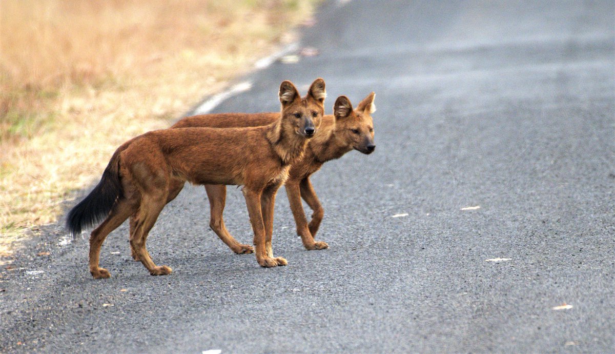 Vivektigershark's tweet photo. #OneOn TheRoad #IndiAves theme @IndiAves there is a barking deer in pic1 #tadoba https://t.co/wmGuKtRnpG