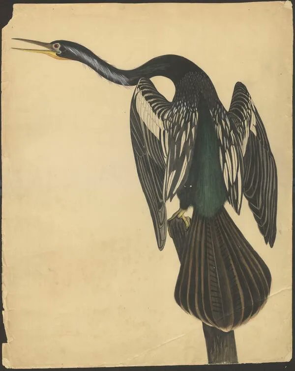 Delighted to announce that my article on Victorian female ornithologists and their role in the rise of ecological consciousness has just been published by Atlantis English Studies! Many thanks to @EnvCit for supporting and funding my work 🪶
atlantisjournal.org/index.php/atla…