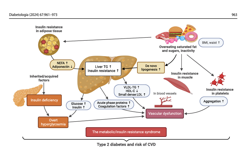 Scott Isaacs (@scottisaacsmd) on Twitter photo Pathogenesis of liver steatosis in type 2 diabetes. #MASLD #MASH <a href="/DiabetologiaJnl/">Diabetologia</a>
link.springer.com/article/10.100… Pathogenesis of liver steatosis in type 2 diabetes. #MASLD #MASH <a href="/DiabetologiaJnl/">Diabetologia</a>
link.springer.com/article/10.100…