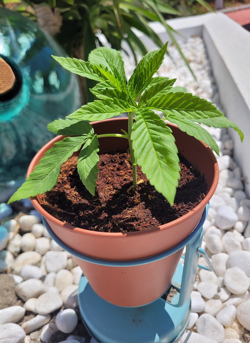 RaulSantos1981's tweet photo. Buenos días desde el garden! ☀️
#AppleBananas creciendo día a día sobre sustrato #SublimeMix.
@KannabiaSeeds @ProXL_Int https://t.co/SaFWNsAQsw